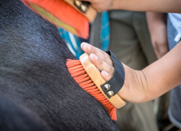 Attività con gli asini | Mano di bambino spazzola un asinello durante una sessione di pet education